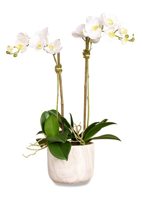 Orchid in Marble-Look Pot
